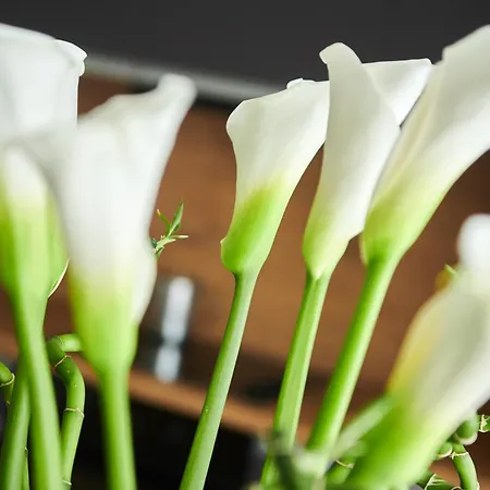 Mina's Shine * Umago