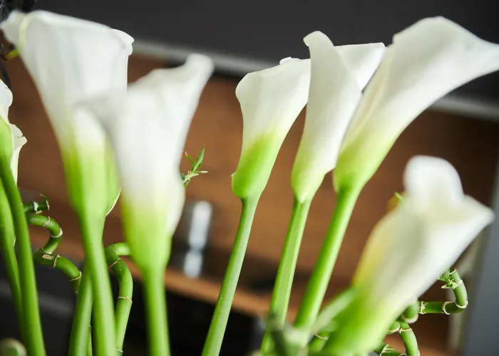 Mina's Shine * 우마그